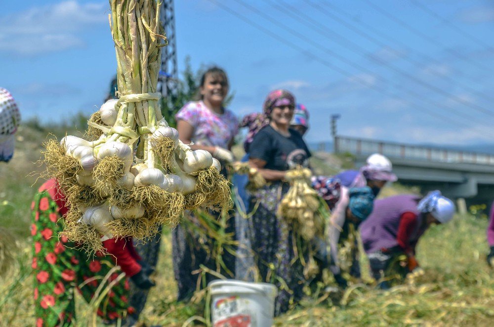 Sarımsağın Ana Vatanı Taşköprü’de Hasat Başladı