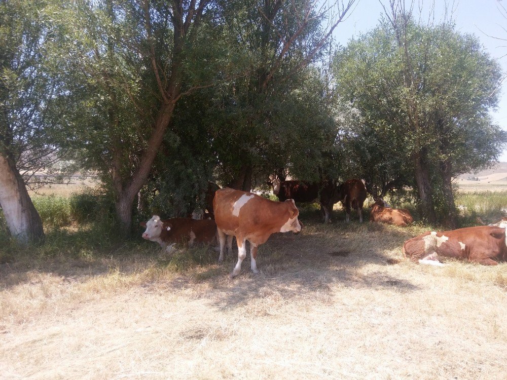 Bunaltan Sıcaklar Geri Döndü.