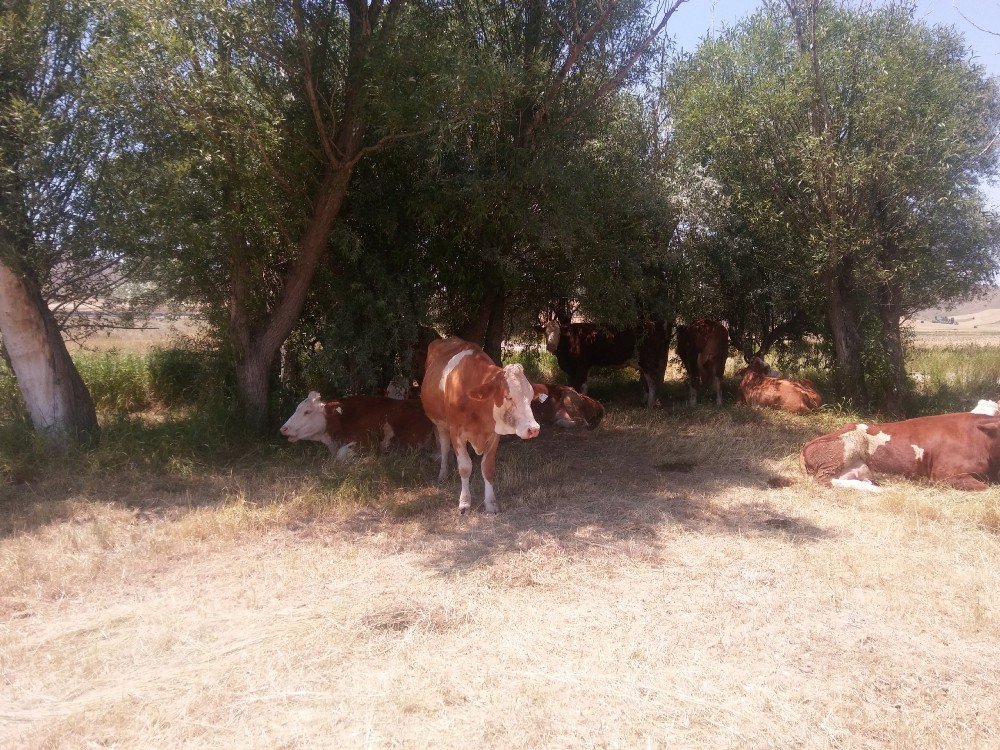 Bunaltan Sıcaklar Geri Döndü.