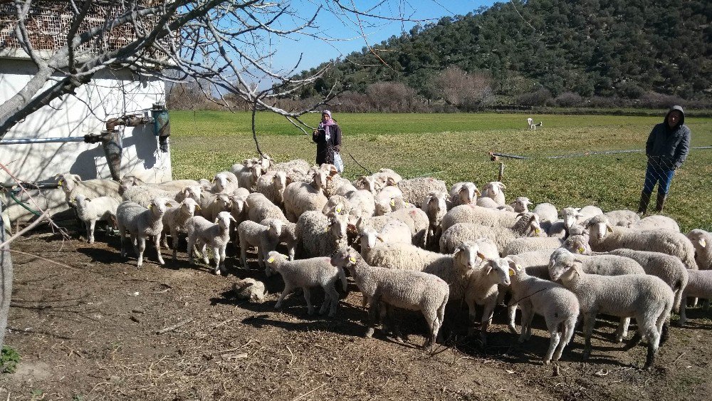 Aydın’da ‘Sürü Yönetimi Kursu’ Düzenleniyor, Artık Çobanlar Da Ehliyetli Olacak