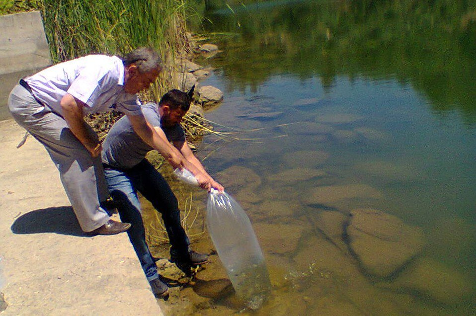 Aydın’da 110 Bin Sazan Yavrusu Tatlı Sularla Buluştu