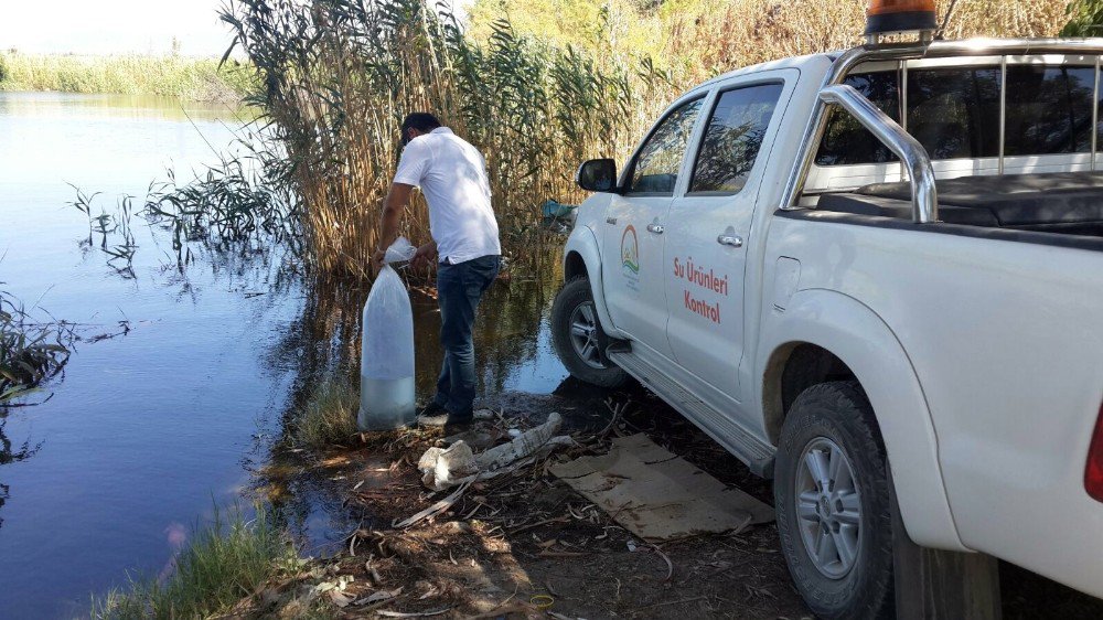 Aydın’da Tatlı Sulara, Yavru Sazan Bırakıldı