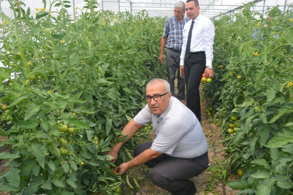 Çameli Domatesi Arabistan’a Gitmek İçin Yola Çıktı