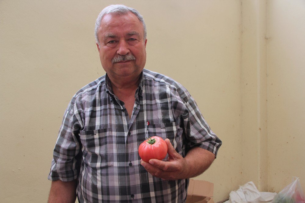 Bilecik’in Yerli Domatesi Tezgahlarda Yerini Aldı