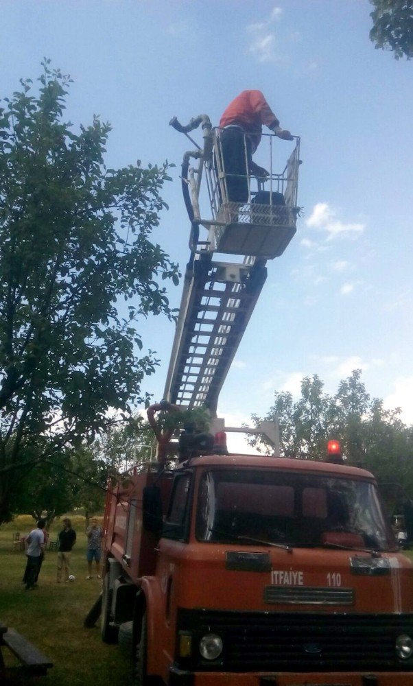 Kastamonu’da Ağaçta Mahsur Kalan Kediyi İtfaiye Kurtardı