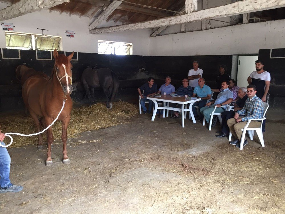 Safkan Arap Tayları Görücüye Çıkıyor