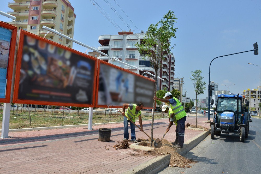 Mersin’de Kesilen Ağaçların Yerine Yenileri Dikildi