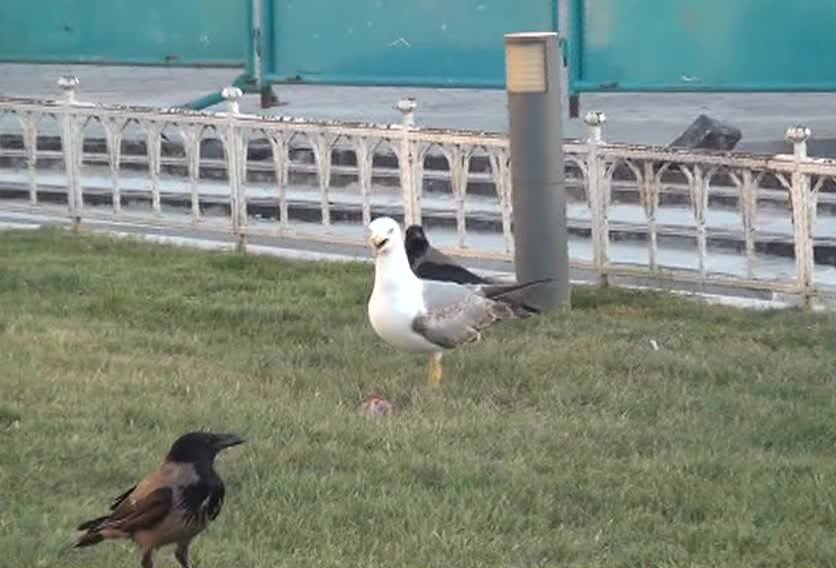 Taksim Meydanı’nda Martı İle Karganın Et Kavgası Kamerada