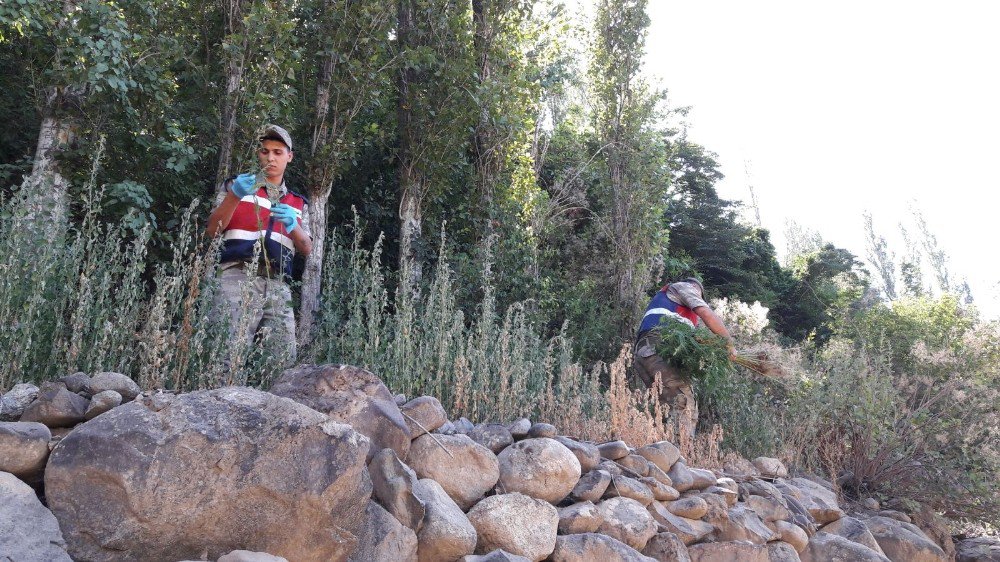 Artvin’de Bin 200 Kök Hint Keneviri Ele Geçirildi