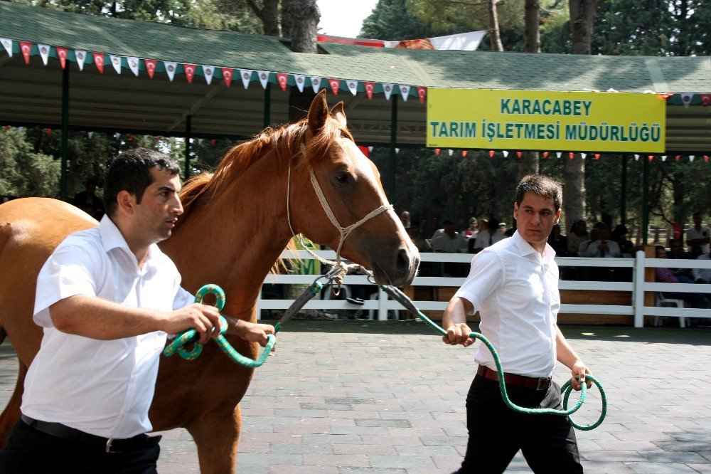 Yarış Tayları Ev Fiyatına Alıcı Buldu