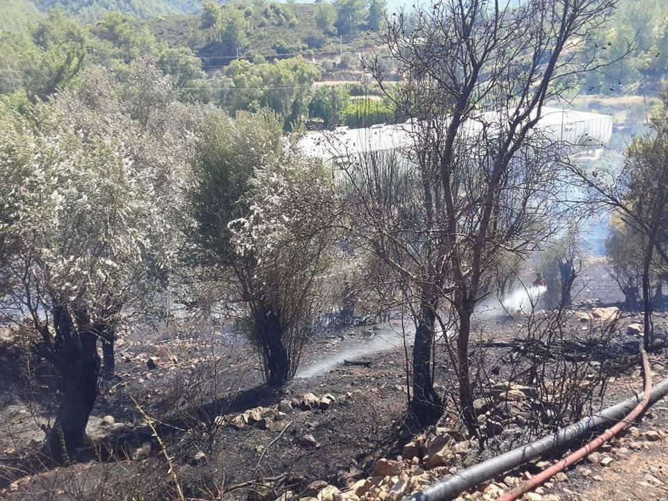 Anamur’da Zeytinlik Yangını Korkuttu