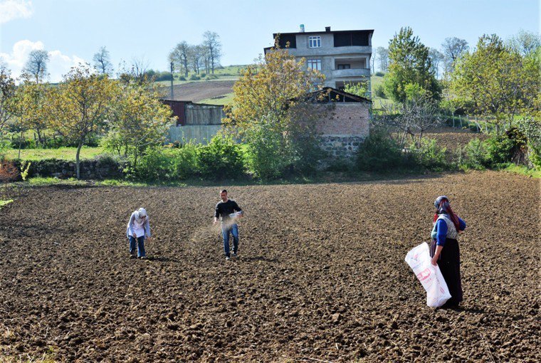 Üreticinin Yeni Gözdesi "Kinoa" Samsun’da