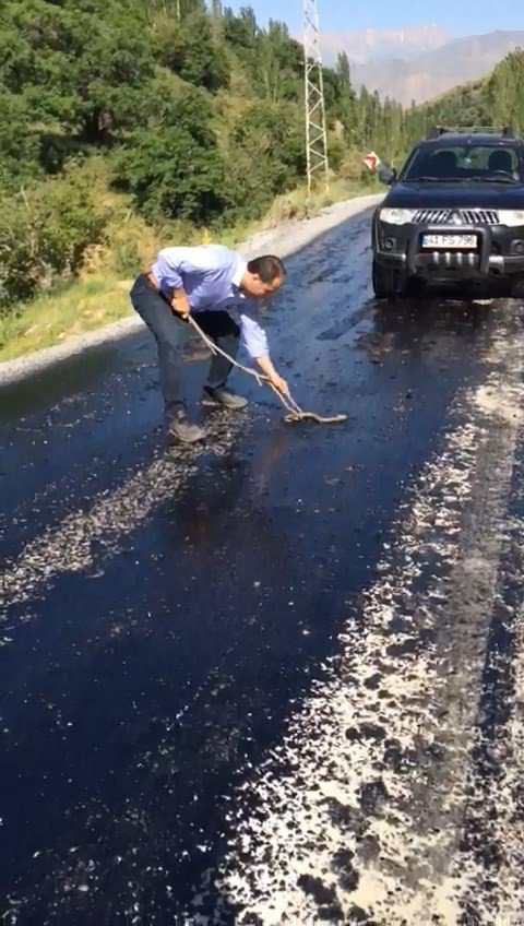 Sıcaktan Eriyen Asfalta Yapışan Yılanı Vatandaş Kurtardı