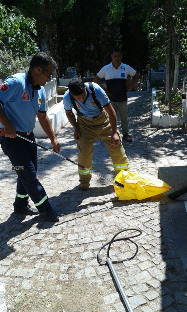 Ayvalık Kabristanda Yılan Paniği