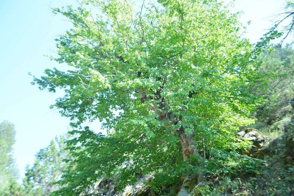 Uşak’taki Bulkaz Dağları Asırlık Fındık Ağaçlarına Ev Sahipliği Yapıyor
