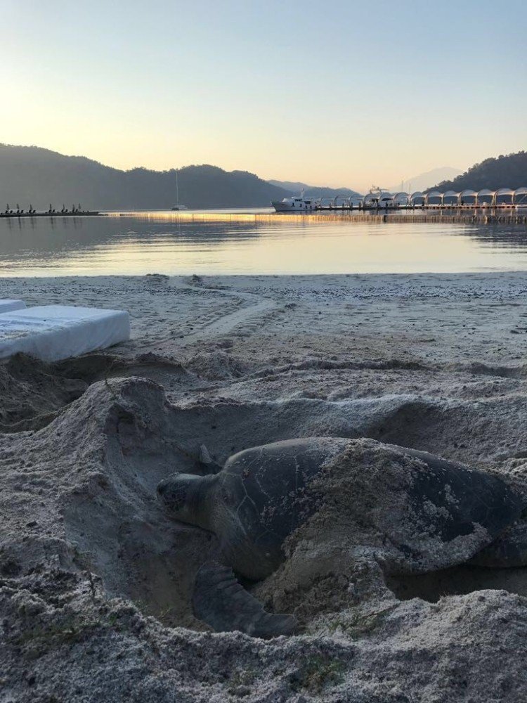 Caretta Caretta Yumurta Alanları Koruma Altında