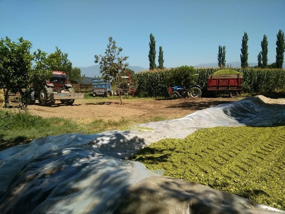 Aydın’da Silaj Telaşı Başladı