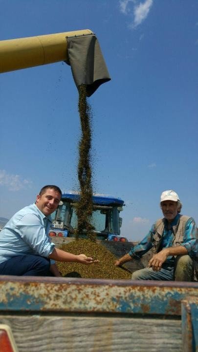 İnönü’de İlk Alternatif Karabuğday Bitkisi