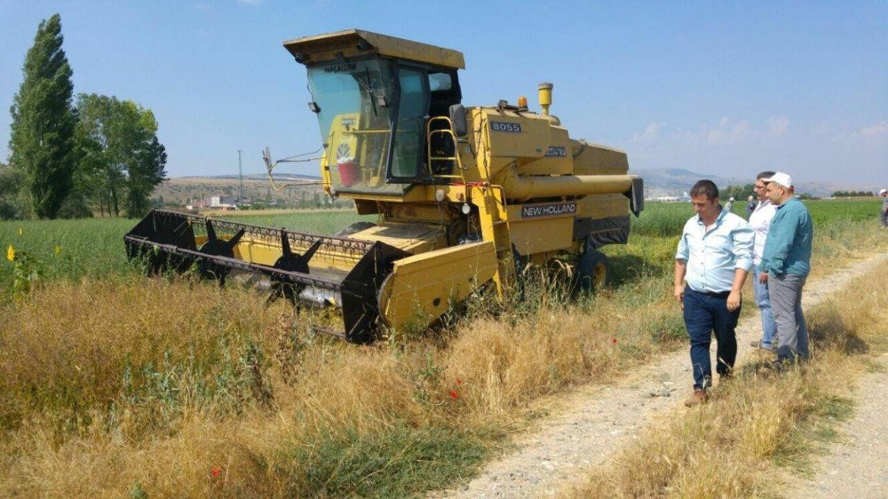 İnönü’de İlk Alternatif Karabuğday Bitkisi