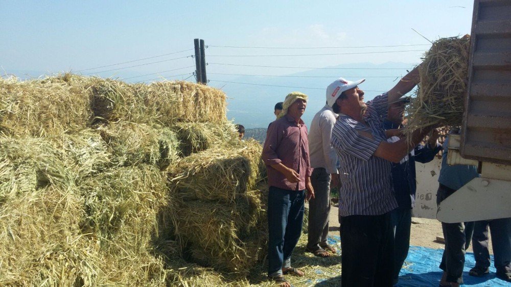 Alaşehir Belediyesinden Hayvancılığa Yem Desteği