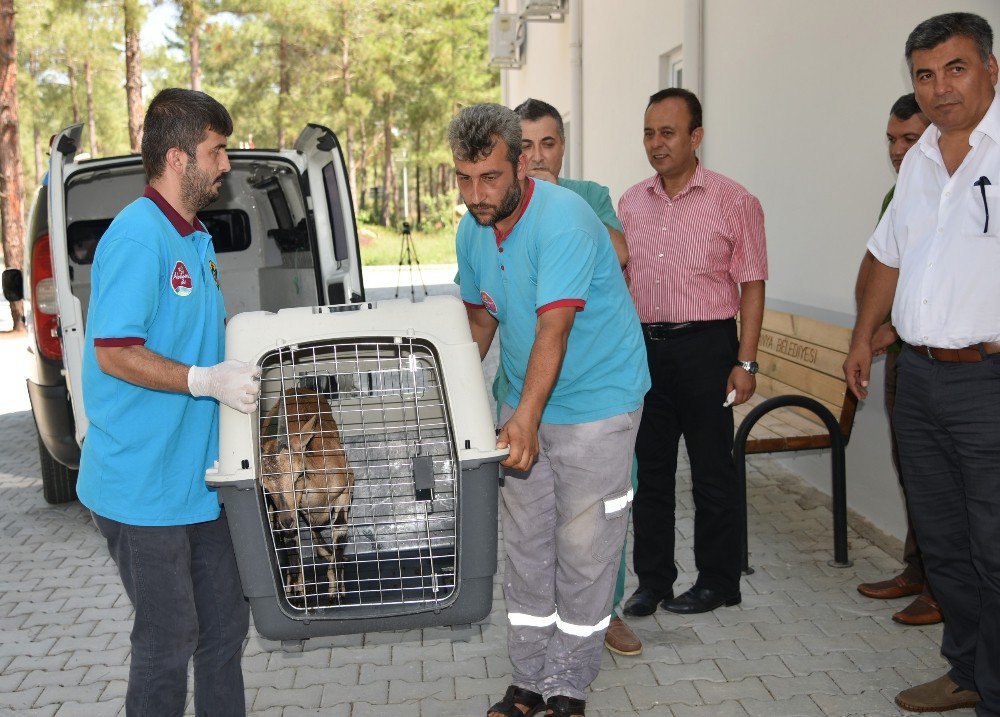 Yaralı Dağ Keçisi Tedavi Altında