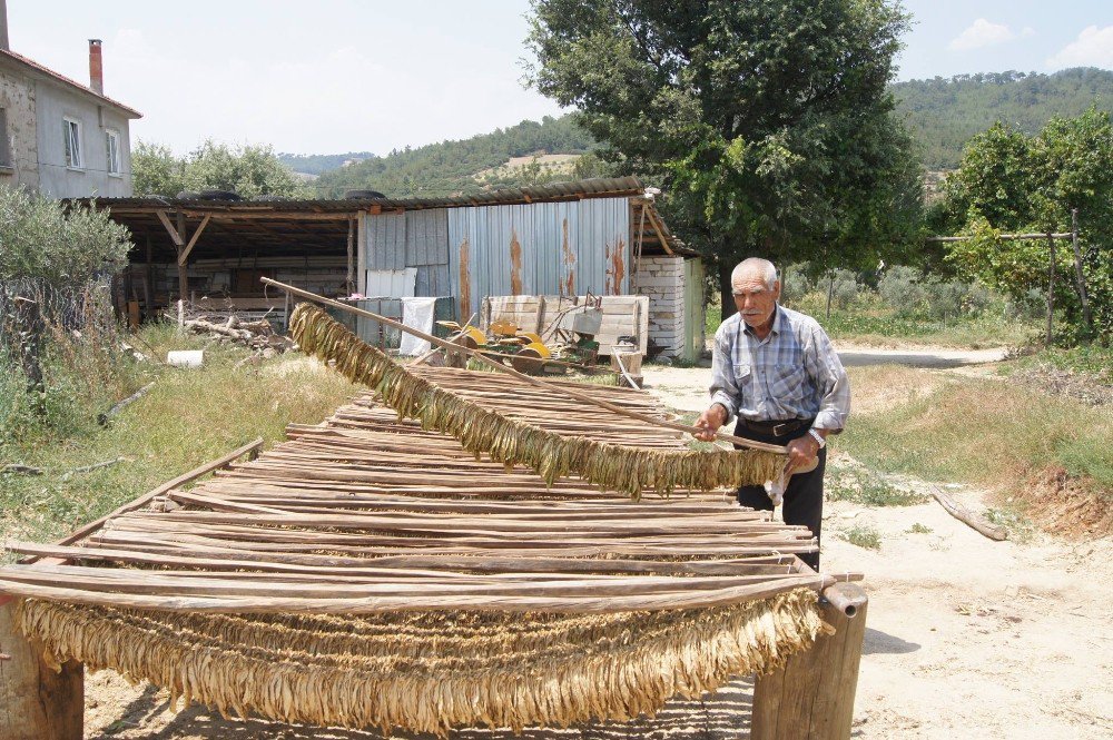 Aydın’da Tütün Kırımı Başladı