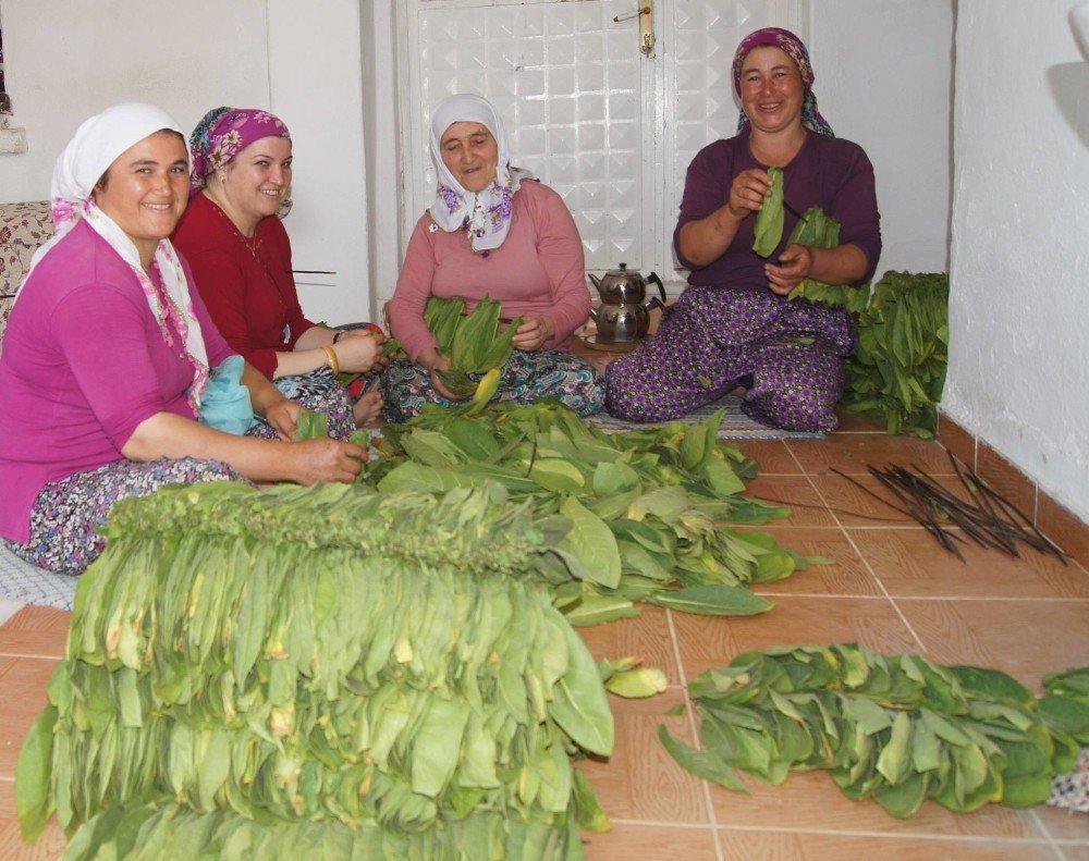 Aydın’da Tütün Kırımı Başladı