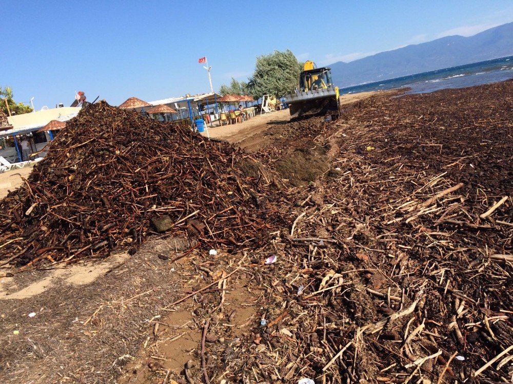 Yağışlardan Sonra Plajlar Temizleniyor