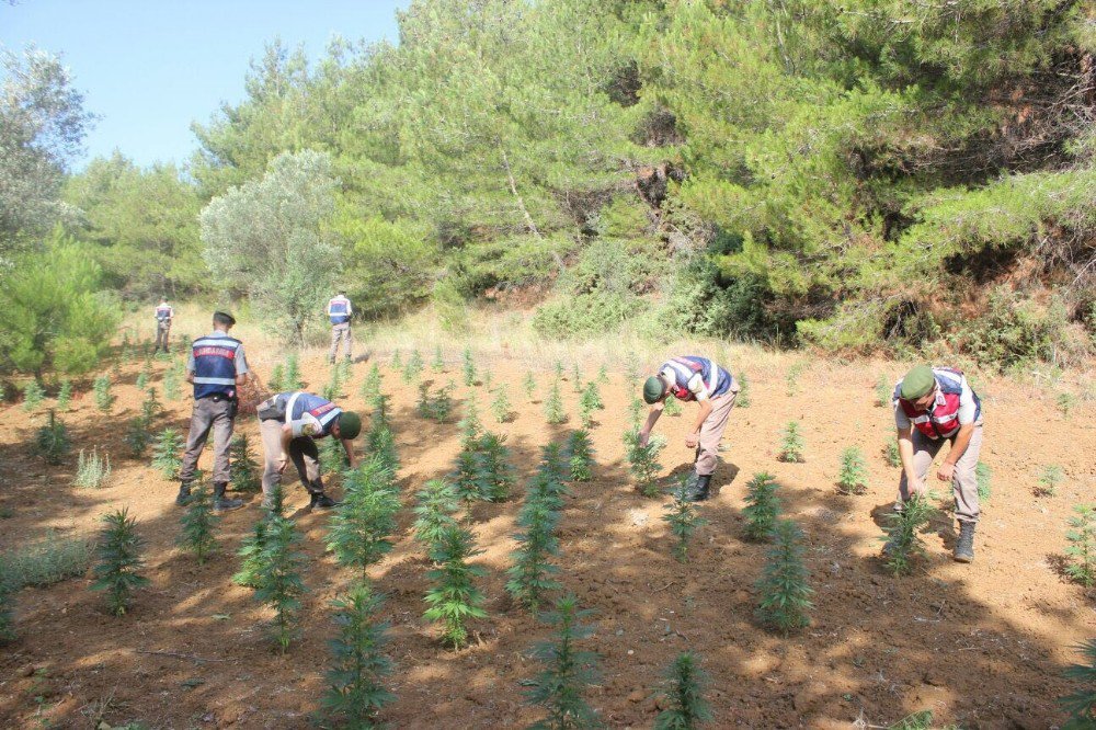 Çanakkale’de Uyuşturucu Operasyonu