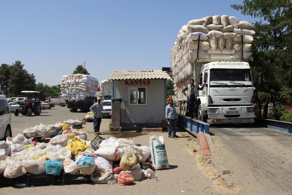 Saman, Arpa Ve Buğdayla Yarışıyor