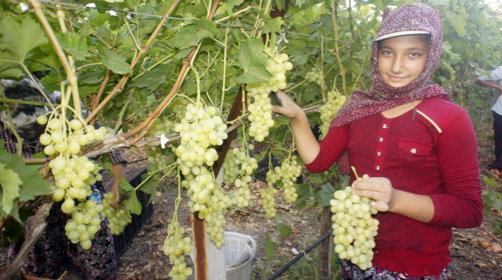 Türkiye’nin Üzüm Ambarında Hasat Dönemi