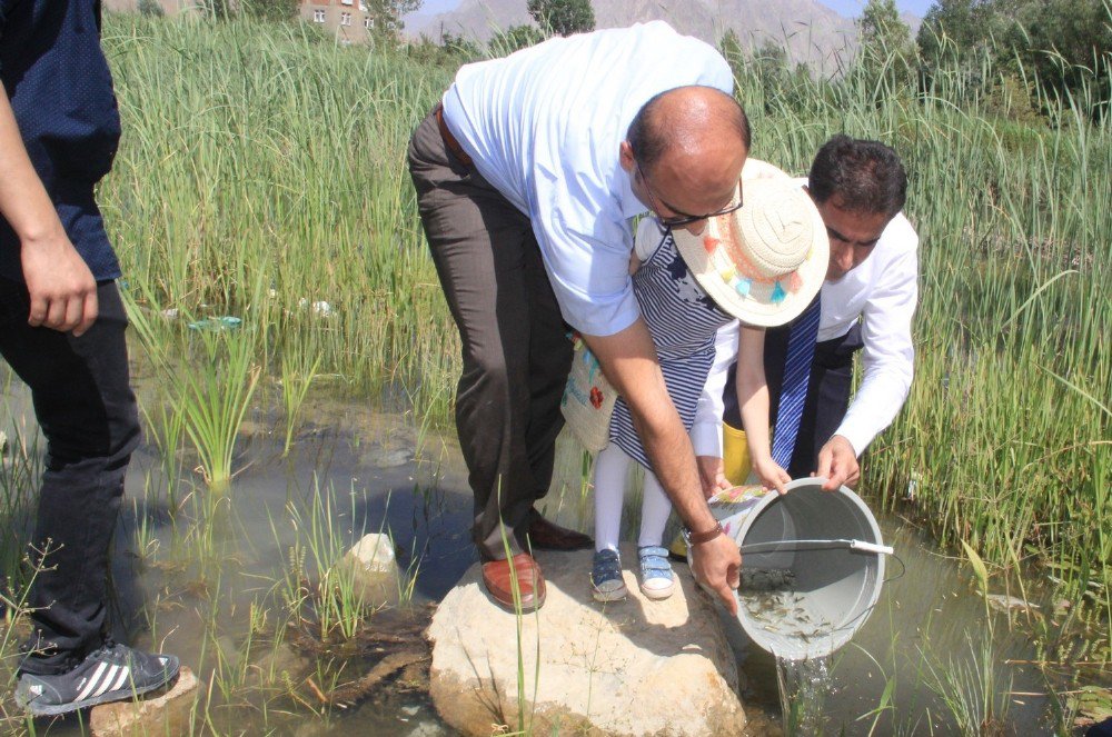 Sülük Göletine 15 Bin Sazan Bırakıldı