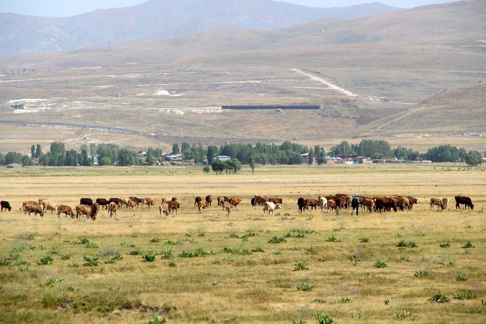 Kurbanlıklar Cep Yakacak