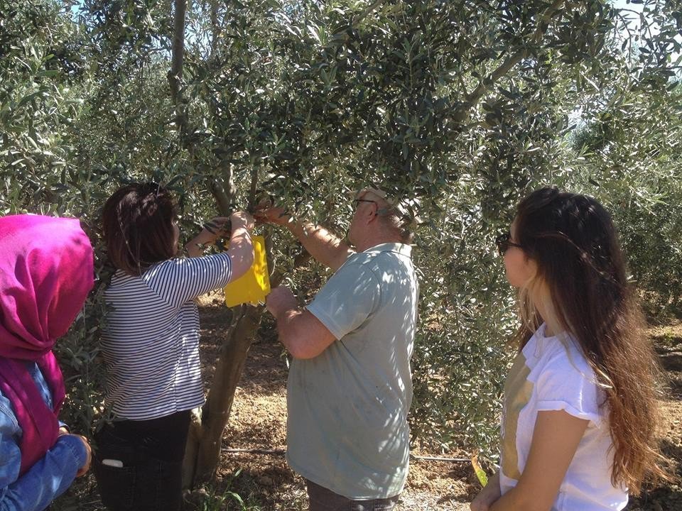 Zeytin Sineğine Tuzaklama Çalışması