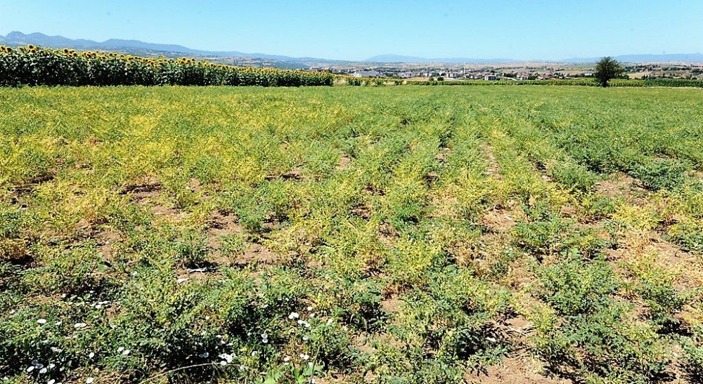 Büyükşehirden Nohutta Üretimi Artıracak Proje