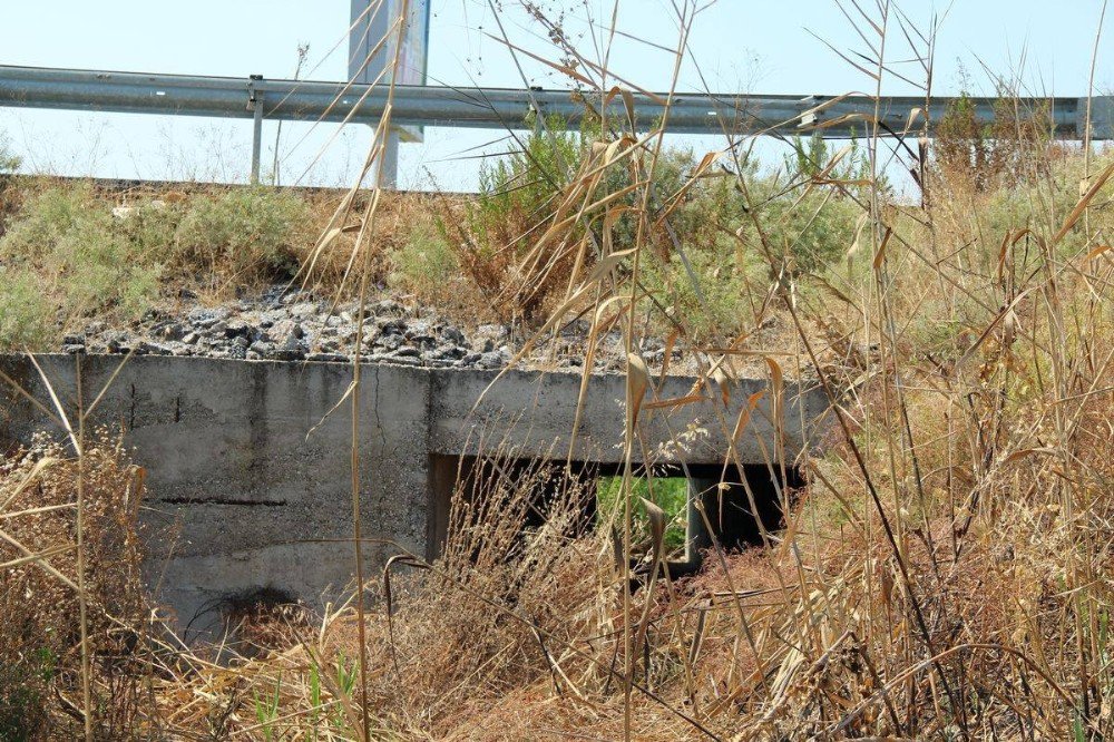 Söke-milas Kara Yolunda Su Samuru Ölü Olarak Bulundu