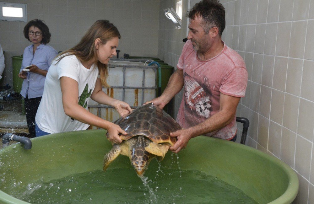 2 Deniz Kaplumbağası Denize Geri Döndü