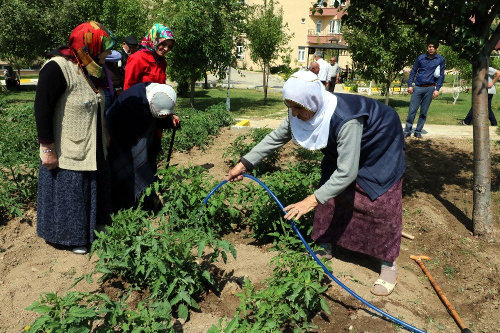 Huzurevi Sakinleri Hobi Bahçesinde Doğal Ürün Yetiştiriyor