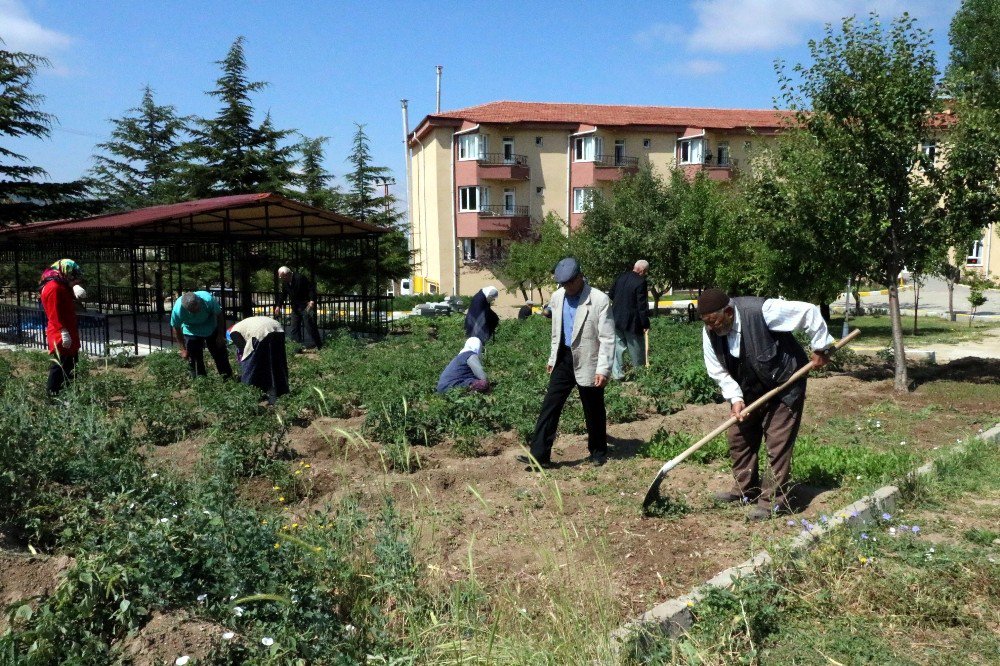 Huzurevi Sakinleri Hobi Bahçesinde Doğal Ürün Yetiştiriyor