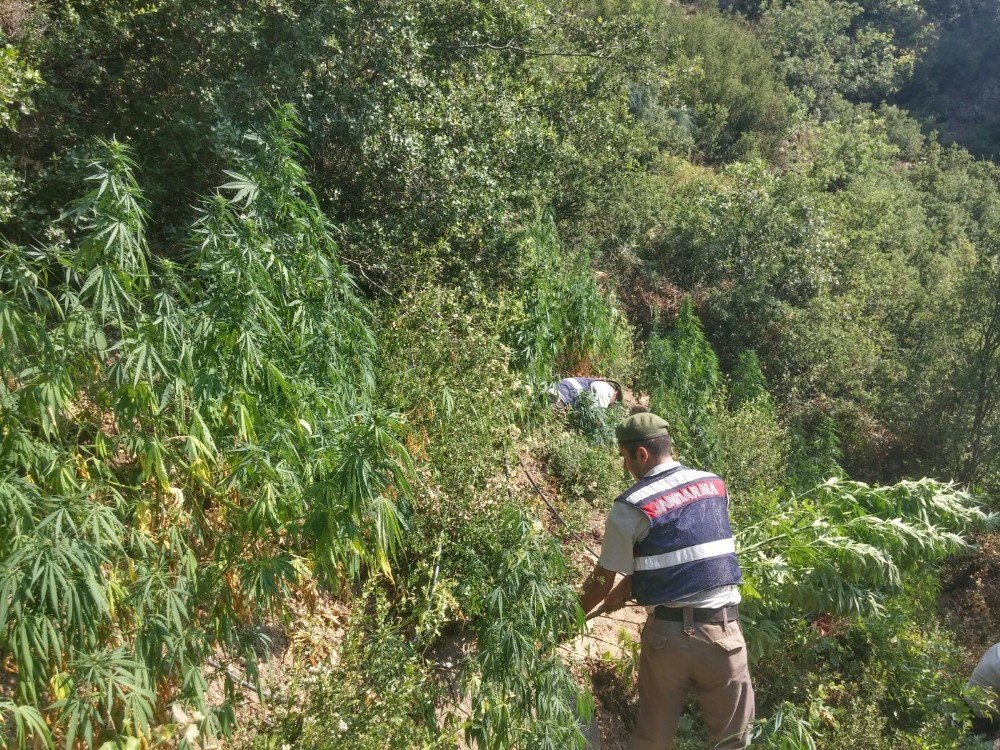 Bozdoğan’da Uyuşturucu Operasyonu, Gözaltına Alınan Baba Oğul Tutuklandı