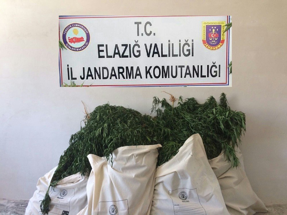 Elazığ’da 7 Bin Kök Hint Keneviri Ve 51 Kilo Esrar Ele Geçirildi