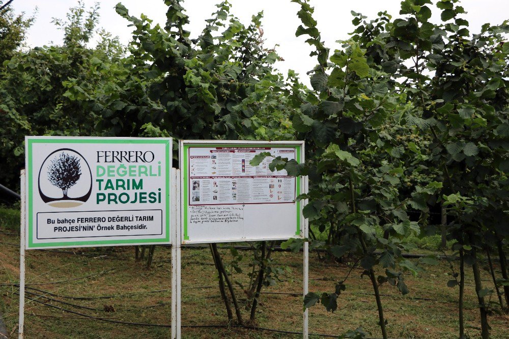 Ferrero Fındık Yetkilileri Üretici İle Bir Araya Gelerek Bahçe Günleri Yapıyor
