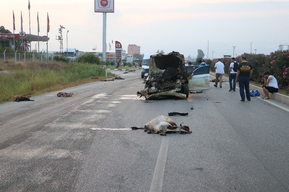 Adana’da Otomobil Sürüye Daldı: 30 Hayvan Telef Oldu