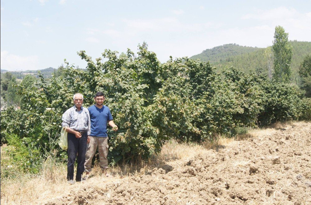 Karadeniz’de Değil, Aydın’da Üretiliyor