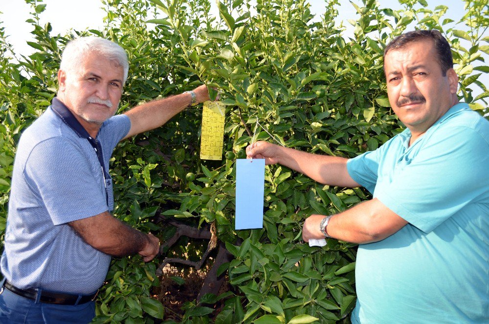 Erdemli Ziraat Odası Zararlılarla Mücadele Parseli Kurdu