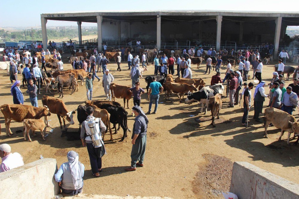 Diyarbakır Hayvan Borsasında Durgunluk