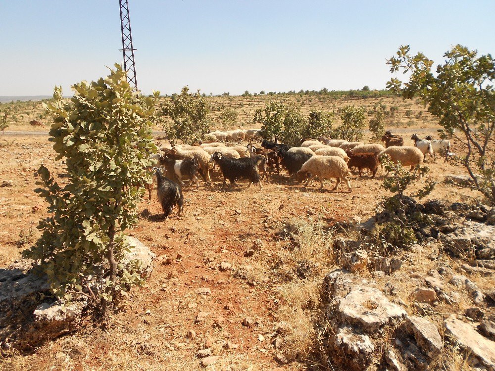 Midyat’ta Kurbanlık Fiyatları El Yakıyor