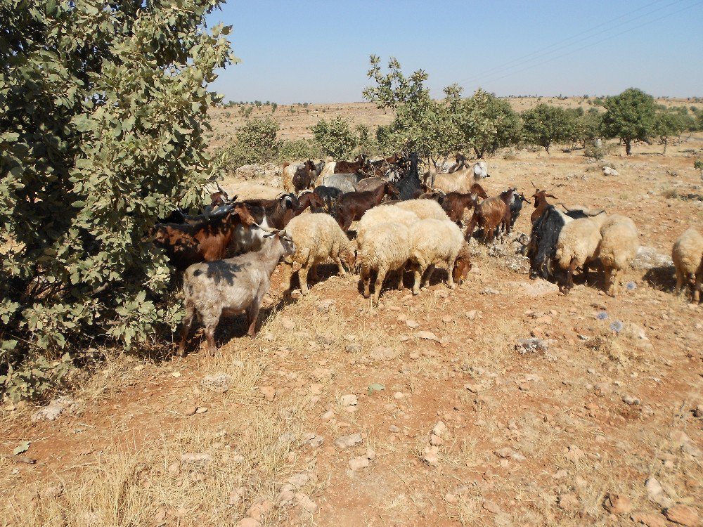 Midyat’ta Kurbanlık Fiyatları El Yakıyor