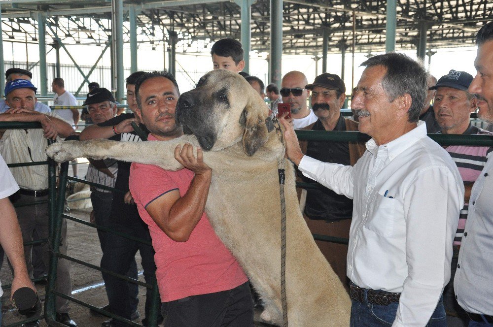 Küçükbaş Çoban Festivali’ne Yoğun İlgi