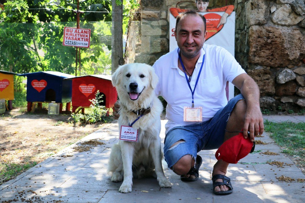 Turizm Elçisi Kedilerin Koruması Fenomen Köpek ’Aras’